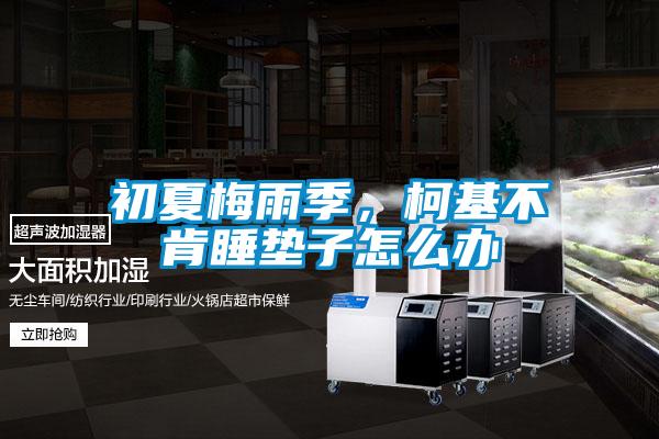 初夏梅雨季，柯基不肯睡垫子怎么办