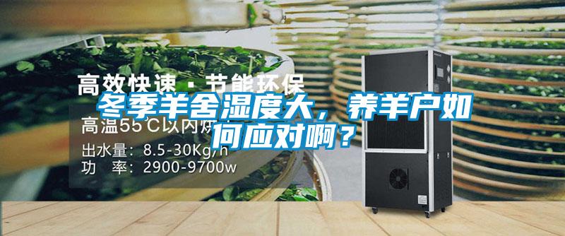 冬季羊舍湿度大，养羊户如何应对??？