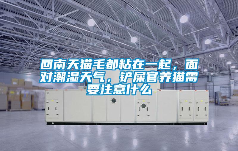 回南天猫毛都粘在一起，面对潮湿天气，铲屎官养猫需要注意什么
