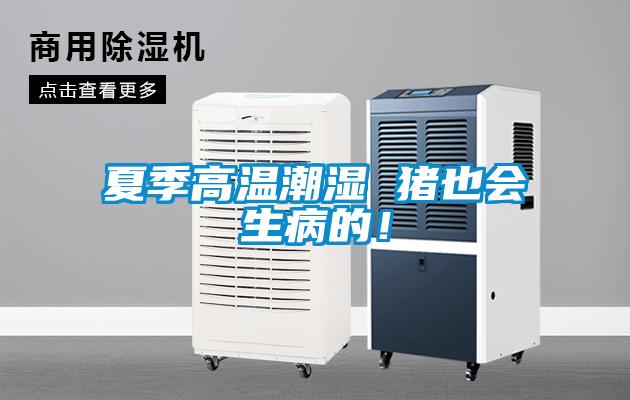 夏季高温潮湿 猪也会生病的！