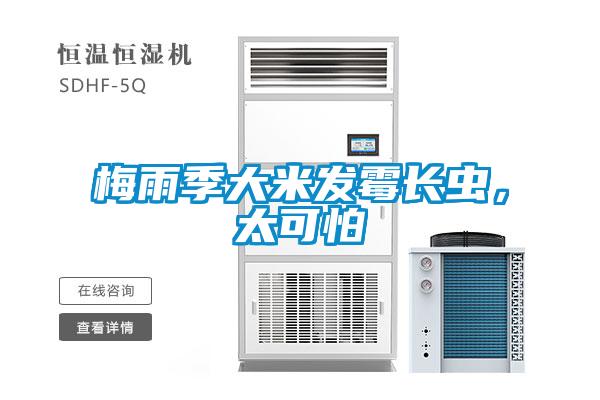 梅雨季大米发霉长虫，太可怕