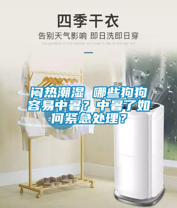 闷热潮湿 哪些狗狗容易中暑？中暑了如何紧急处理？