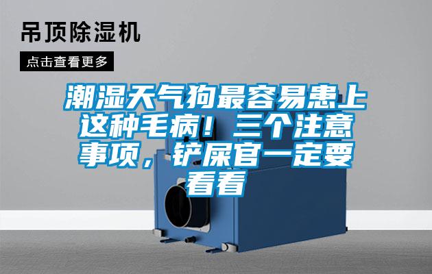 潮湿天气狗最容易患上这种毛??！三个注意事项，铲屎官一定要看看