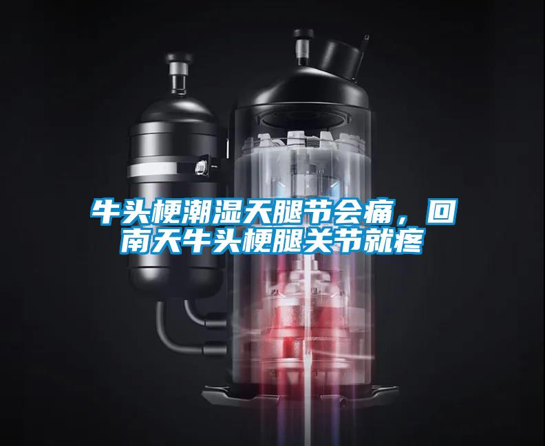 牛头梗潮湿天腿节会痛，回南天牛头梗腿关节就疼