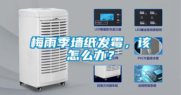 梅雨季墙纸发霉，该怎么办？