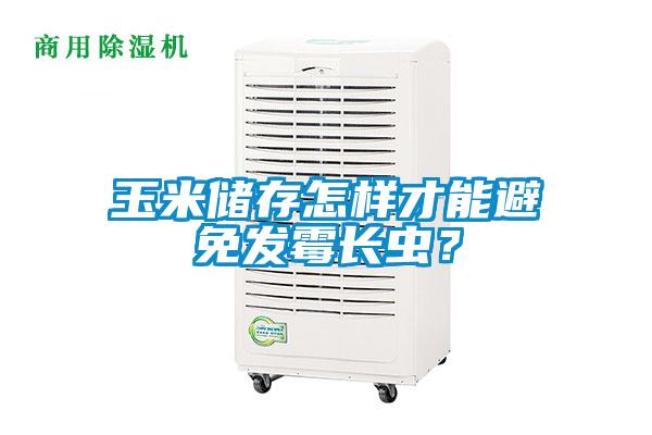 玉米储存怎样才能避免发霉长虫？