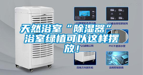 天然浴室“除湿器” 浴室绿植可以这样摆放！