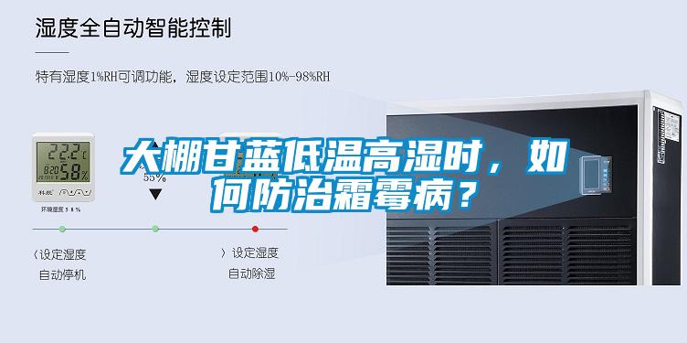 大棚甘蓝低温高湿时，如何防治霜霉??？