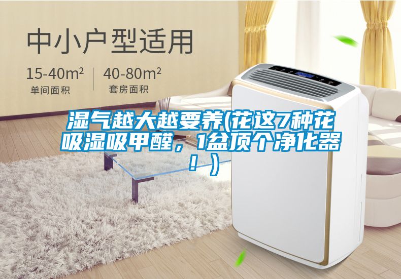 湿气越大越要养(花这7种花吸湿吸甲醛，1盆顶个净化器！)