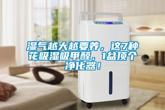 湿气越大越要养，这7种花吸湿吸甲醛，1盆顶个净化器！