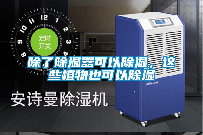 除了除湿器可以除湿，这些植物也可以除湿